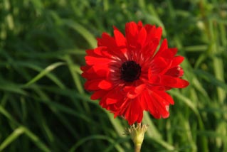 Anemone coronaria 'Hollandia' rood, snijbloem bestellen